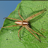 Rothus aethiopicus